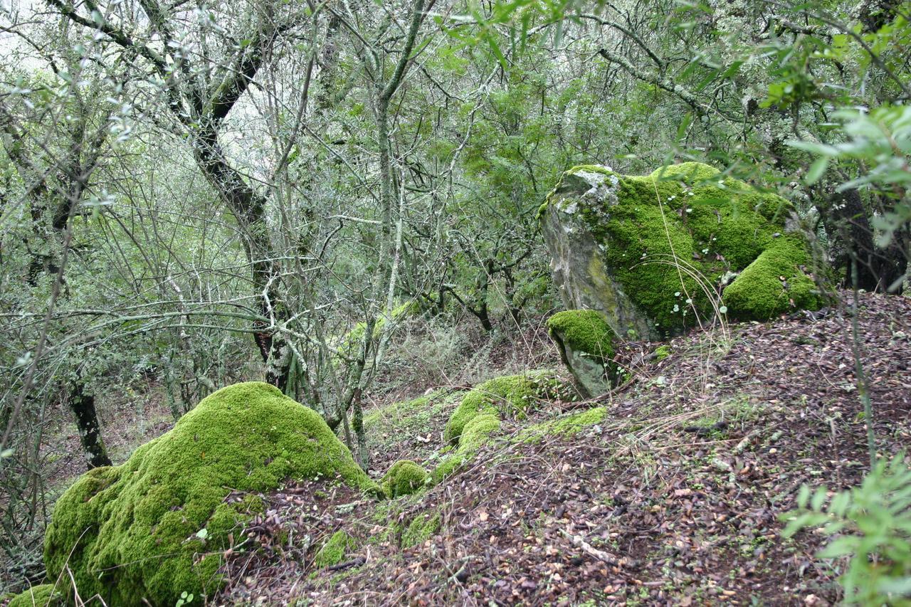 Hotel Camping La Brena Almodóvar del Río Exteriér fotografie